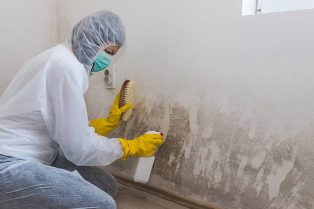 Best Same-Day Mold Removal  in Shepherdsville, KY