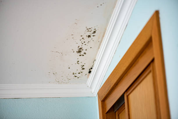 Best Residential Mold Removal  in Shepherdsville, KY