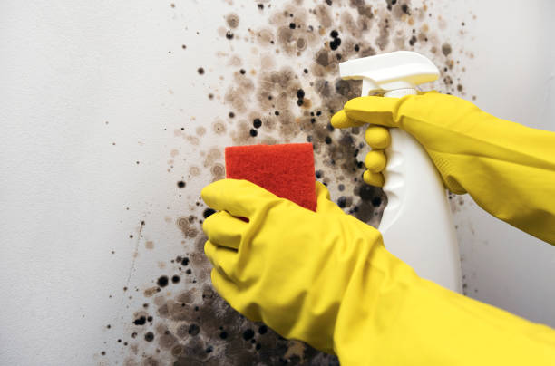 Best Toxic Mold Removal  in Shepherdsville, KY