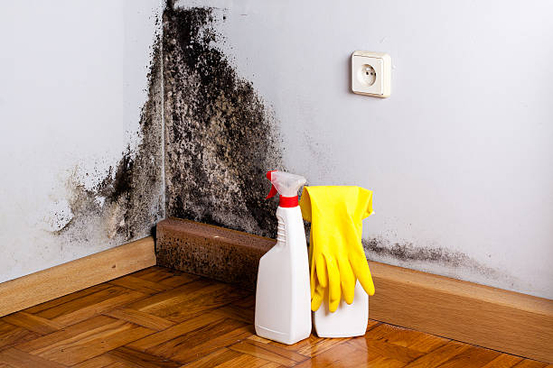 Best Mold Damage Repair  in Shepherdsville, KY