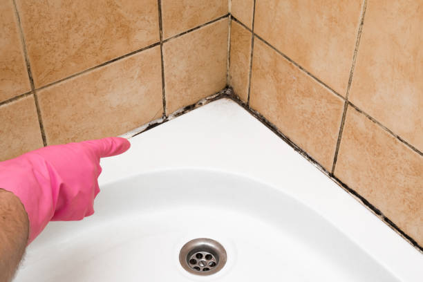 Best Office Mold Removal Services  in Shepherdsville, KY